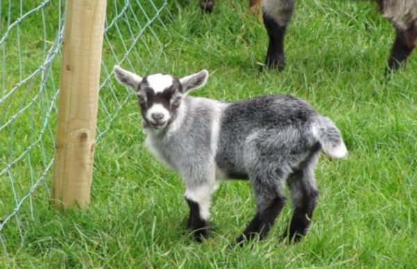 A goat at BLackwater open farm